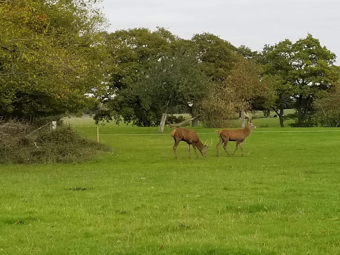 Knepp Castle