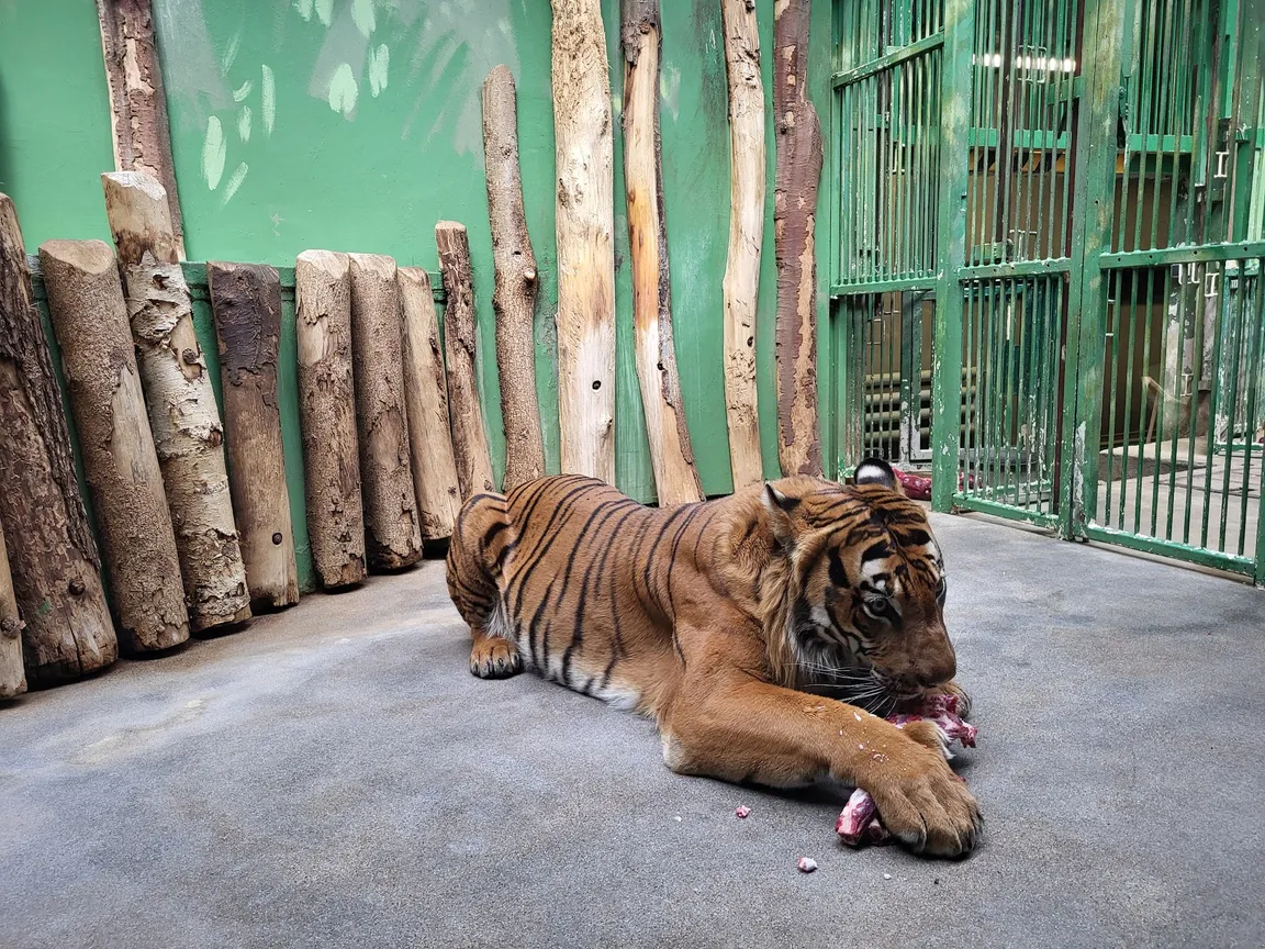 Ogród zoologiczny w Pradze