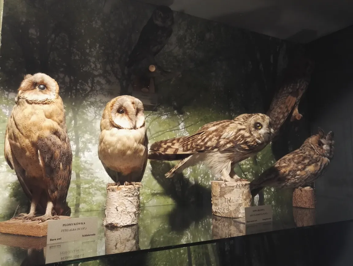 Muzeum Ziemi Piskiej