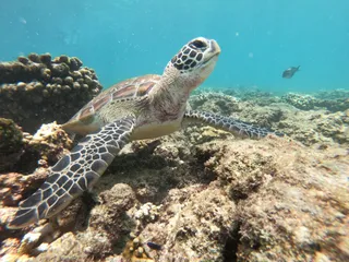 Daymaniyat Norana Sea Tour
