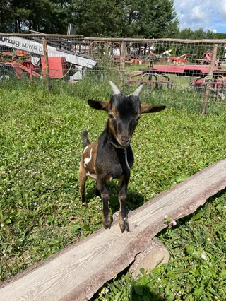 AgroAlpaka