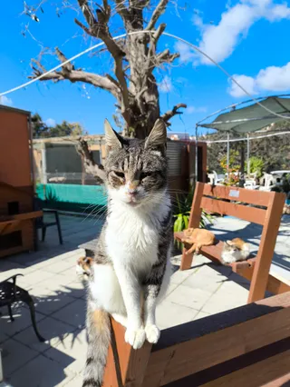 Agios Neofytos CatPark