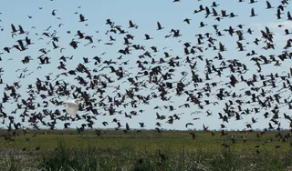 Bamurru Plains