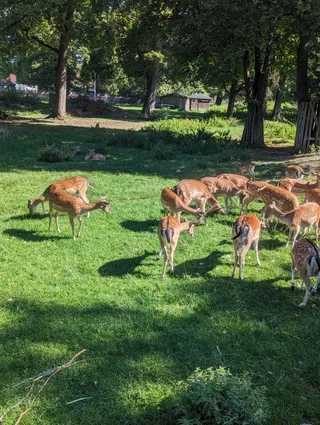 Hirschgarten