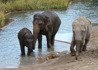 Copenhagen Zoo