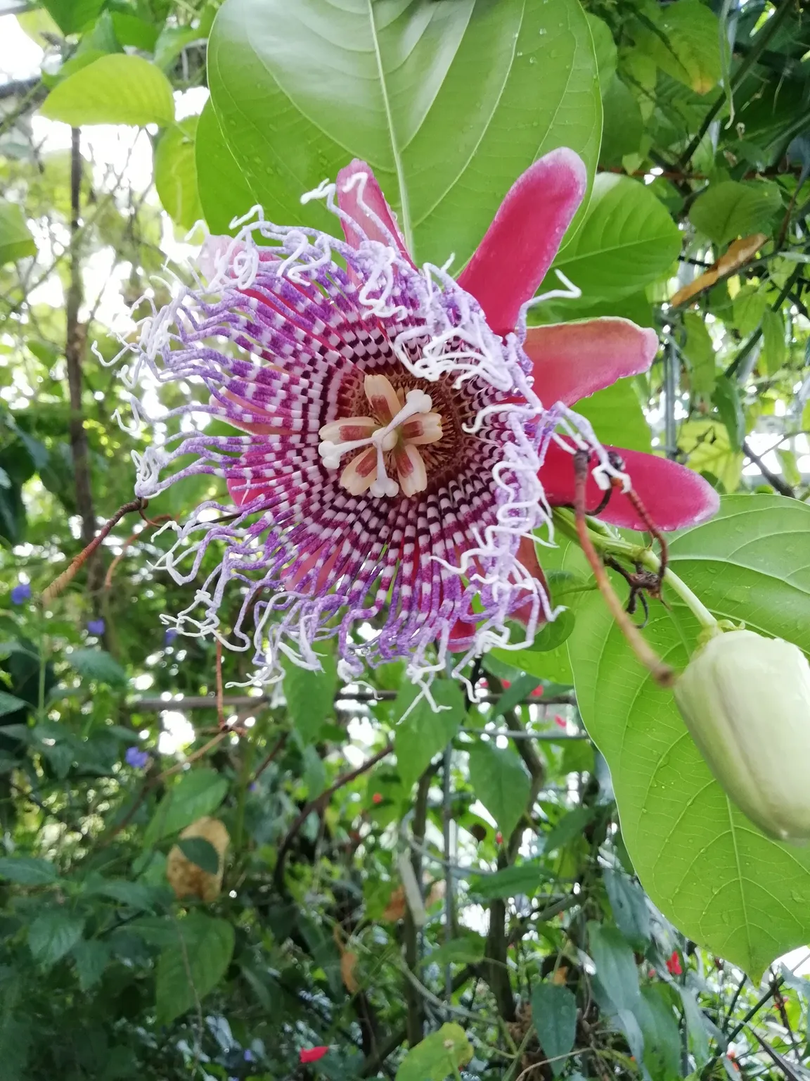 Botanischer Garten und Botanisches Forschungslabor der Universität Konstanz