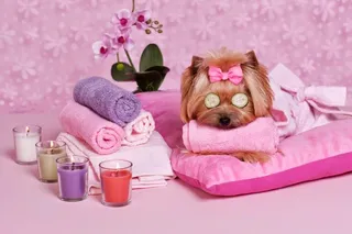 Doglandia psi fryzjer