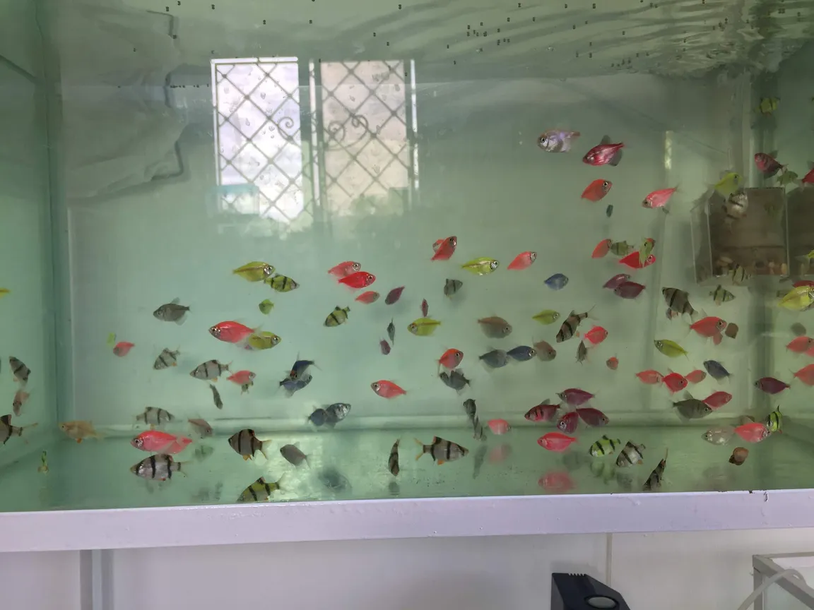 Acuario mis tres amores