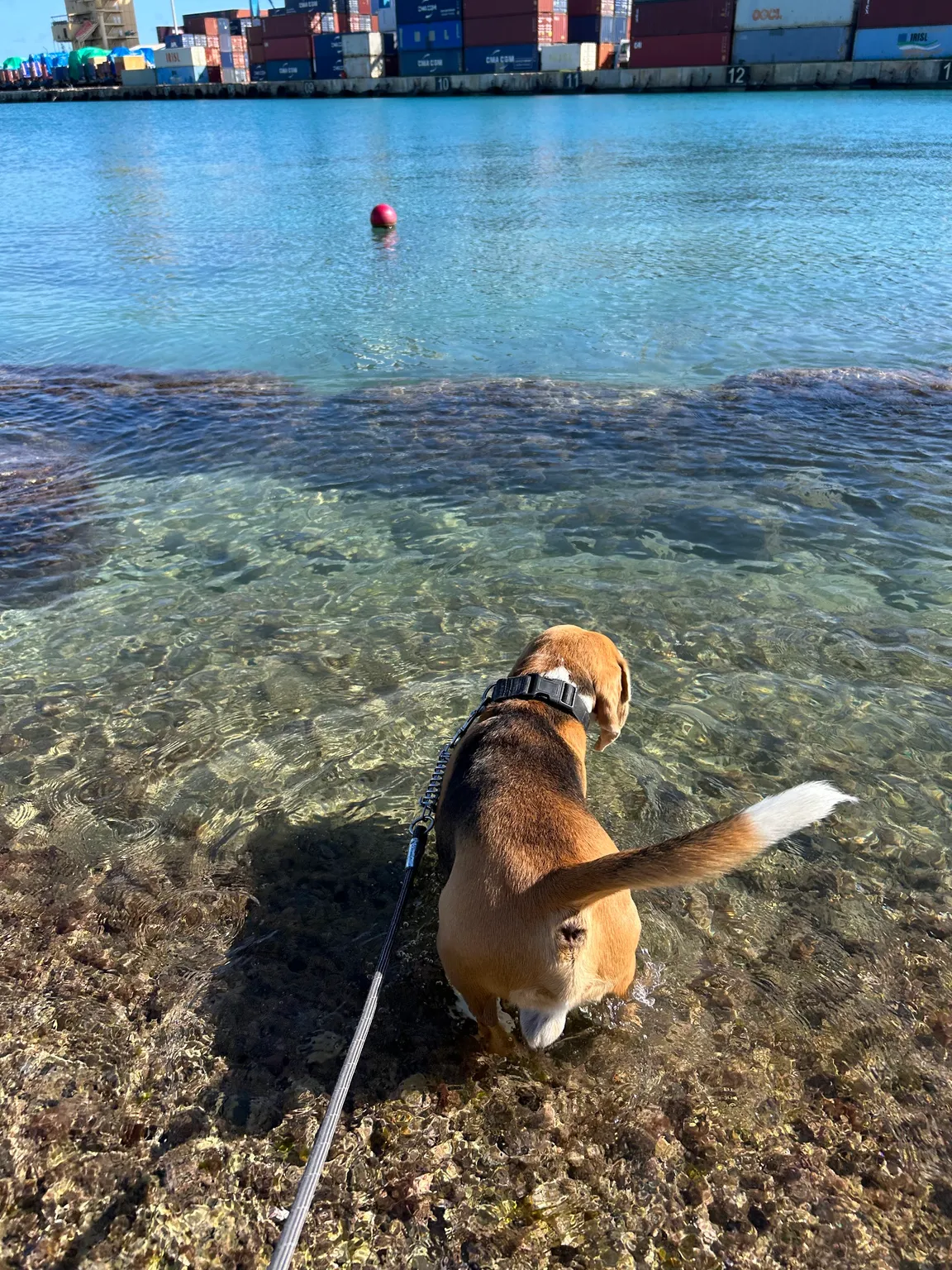 Dog Friendly Beach - Birzebbuga