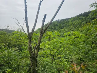 Danjingtai