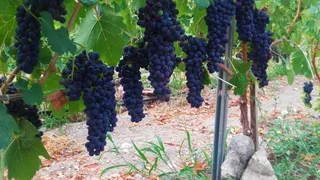 Ekfraseis Winery