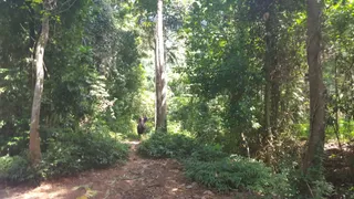 Elephant Farm
