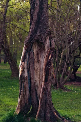 Park Adama Mickiewicza