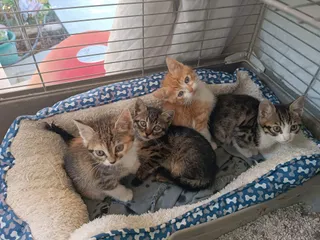 Tiny Paws of Hope