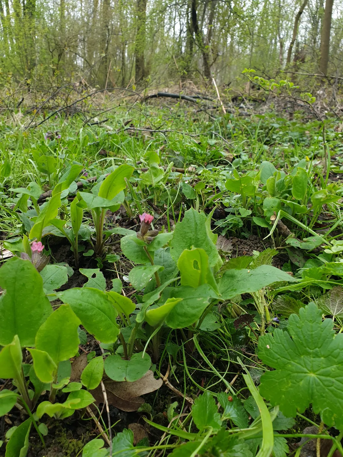 Zalesiona ścieżka spacerowo - biegowo - rowerowa