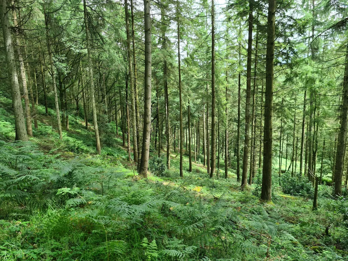 Great Wood