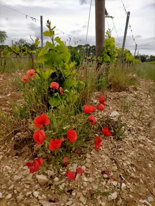 Domaine Des Terres Blanches