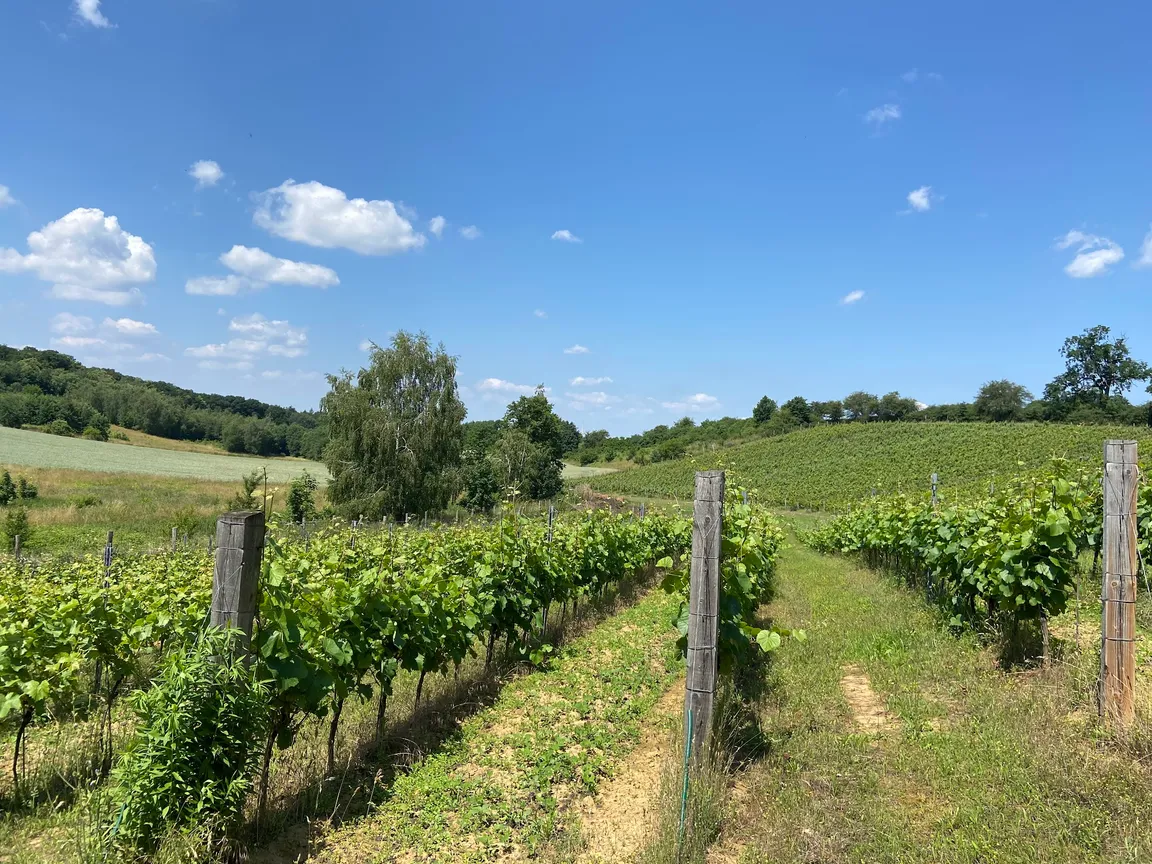 Winnica Jakubów