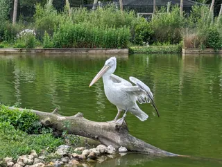 WWT Arundel