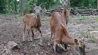 Game reserve in Tegel Forest