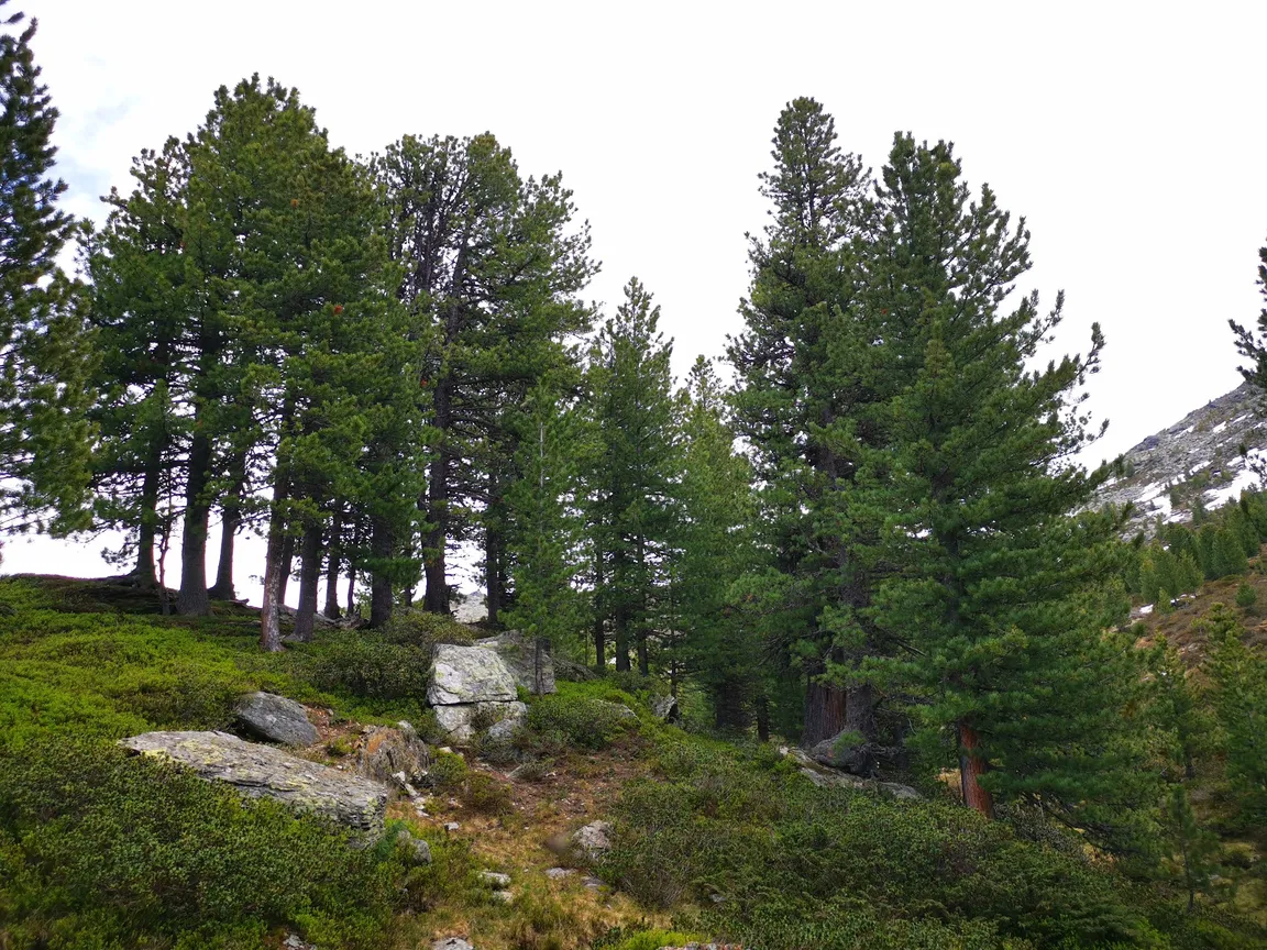 Zirbenweg