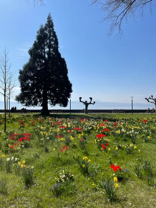 Fußgängerweg am See (Langenargen)
